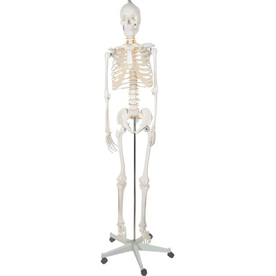 Anatomický model kostry 1:1 170 cm Malatec 22583