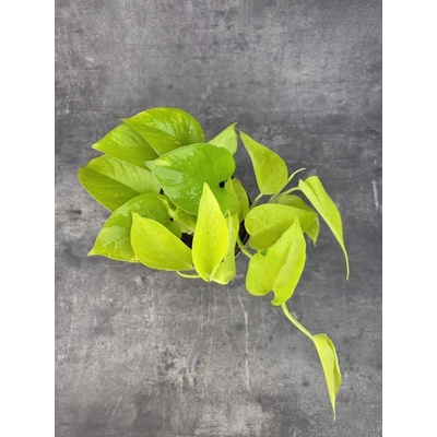 Epipremnum Pinnatum Golden Pothos 12 cm