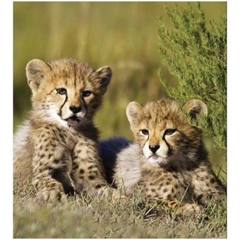 DIMEX ART s. r. o Флизелинов фототапет гепарди 225 x 250 см