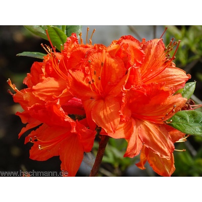 Rododendron luteum 'Fanal' kontajner 5 L