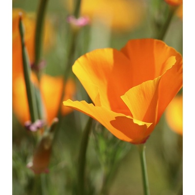 Sluncovka kalifornská oranžová - Eschscholzia californica - prodej semen - 200 ks