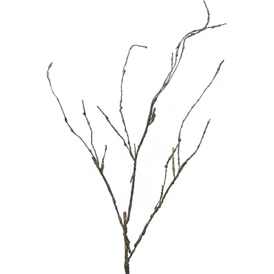Větev hnědá (Wood twig) 'Cordata' V95cm