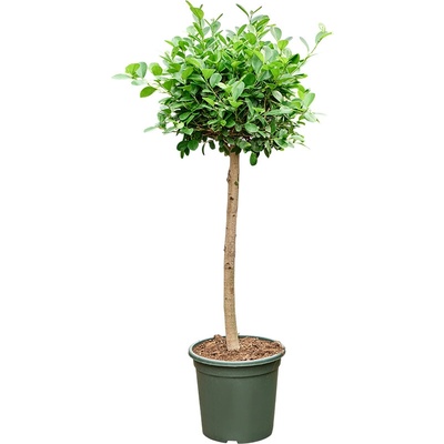 Ficus microcarpa Moclame stem 32x140 cm