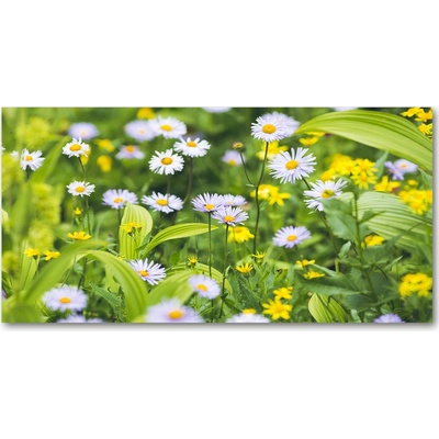 Foto obraz sklo tvrzené sedmokrásky 100x50 cm