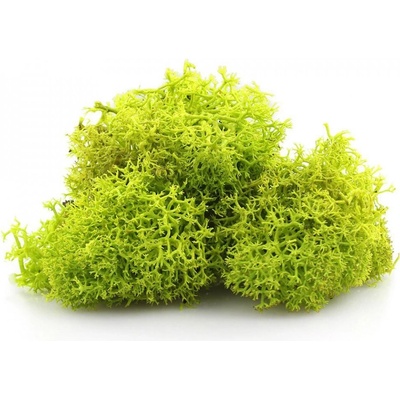 Secret Live Moss Light Green 5 g