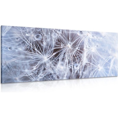 Obraz makro pampeliška - 120x60
