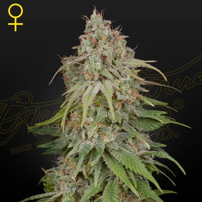 Green House Seed GH Amnesia semienka neobsahujú THC 10 ks