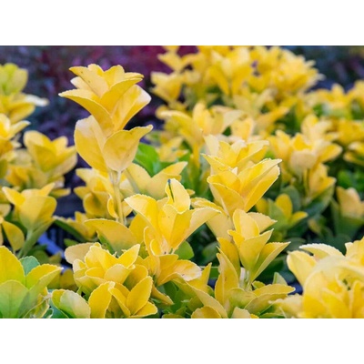 Bršlen japonský El Dorado, výška 15-25 cm, kvetináč 13 cm