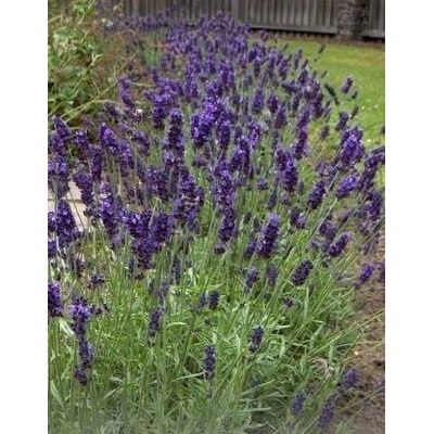 Лавандула (Lavandula angustifolia) - 750 семена (0, 75 g) (348100)