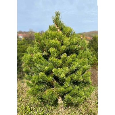 Stromkyonline.cz Živý řezaný Vánoční stromek Borovice Černá 181 200 cm