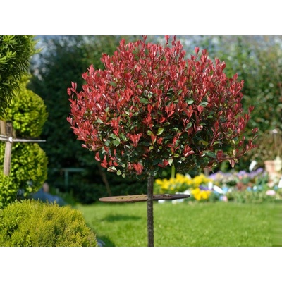 Červienka fraserová Little Red Robin na 70-80 cm kmienku, výška 120-130 cm, kvetináč 15 l