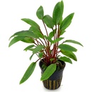 Cryptocoryne petchii