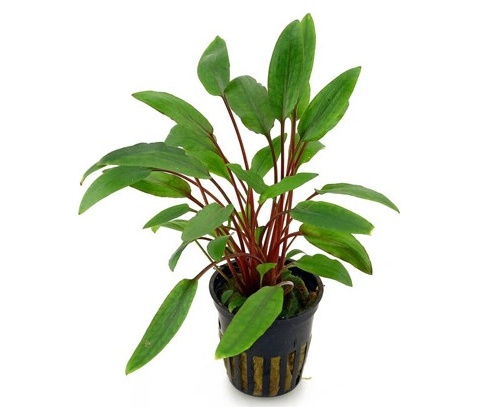 Cryptocoryne petchii