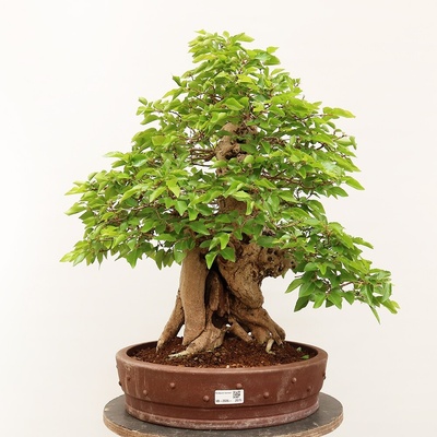 e-bonsai Venkovní bonsai -Carpinus Coreana - Habr korejský