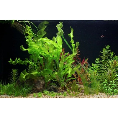 Aponogeton ulvaceus