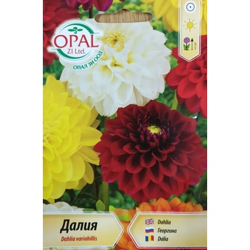 Image 1 of Opal Zi Далия Гергина (висока)