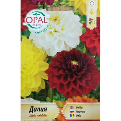 Opal Zi Далия Гергина (висока)