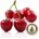 Inawera Концентрат за база Inawera с аромaт CHERRY/ЧЕРЕША 10ml