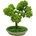 Bonsai Cedr, 40 cm