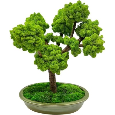 Bonsai Cedr, 40 cm