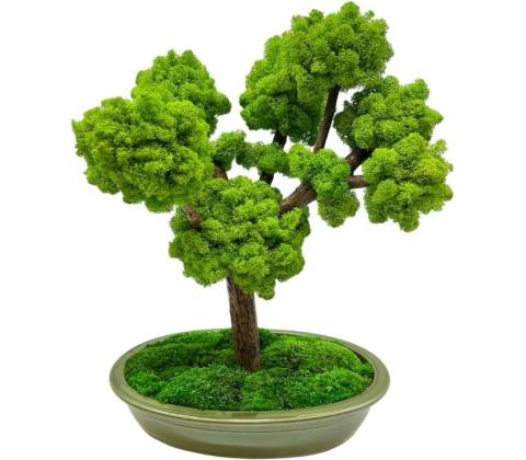 Bonsai Cedr, 40 cm