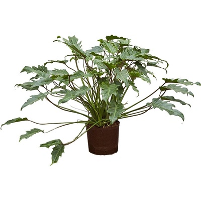 Philodendron xanadu 22/19 v. 75 cm