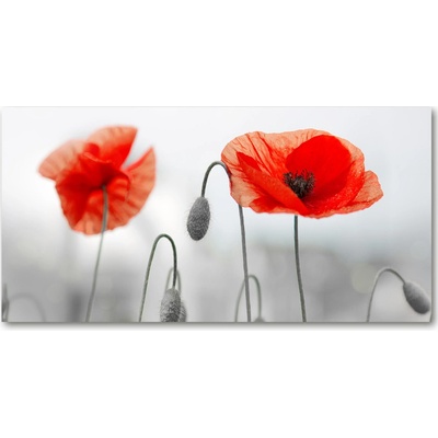 Foto obraz sklo tvrzené maky 100x50 cm