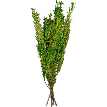 Pubescens