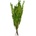 Pubescens
