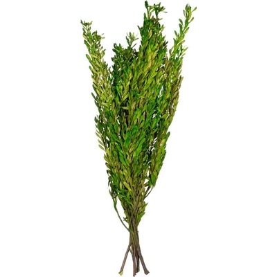 Pubescens