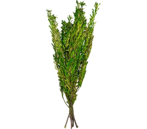 Pubescens