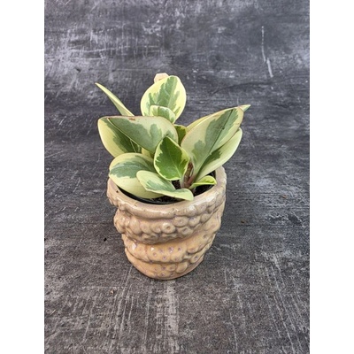 Peperomia Gold mini (Peperomie, s nádherně barevnými listy)