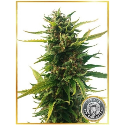 Mr. Hide Seeds Without CBD semena neobsahují THC 3 ks