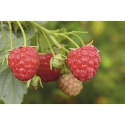 Maliník letný BIO Hof:Obst Rubus idaeus 'Tula Magic'® výška 30-40 cm kvetináč 3,4 l