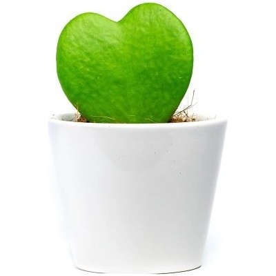 Gardners Hoya kerrii s bílým květináčem, průměr 6 cm Hoja, Voskovka