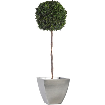 Verdissimo Pittosporum - simple spehere