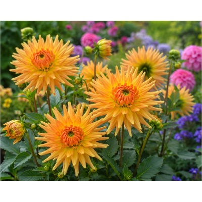 Georgína 'Gold crown cactus' 1 ks