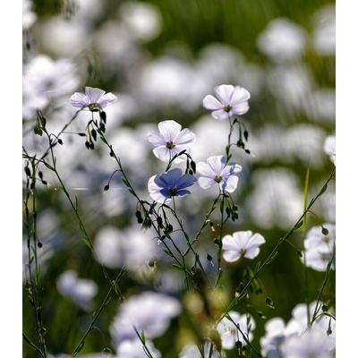 Len setý - Linum usitatissimum - prodej semen - 140 ks – Hledejceny.cz