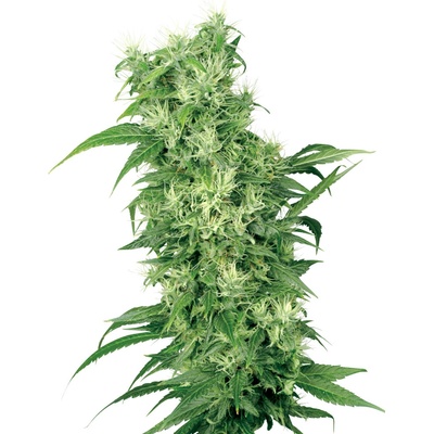 White Label Female Mix semienka neobsahujú THC 10 ks