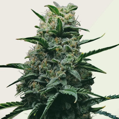 Kera Seeds Dwarf AUTO semena neobsahují THC 5 ks