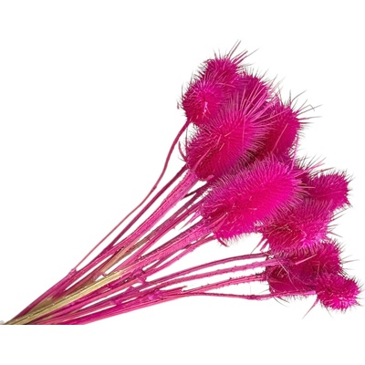 Sušené bodliaky Dipsacus 50g - cyklámenové