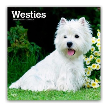 Browntrout Verlags GmbH West Highland White Terriers - Westhighland White Terrier - Westies 2026 - 16-Monatskalender