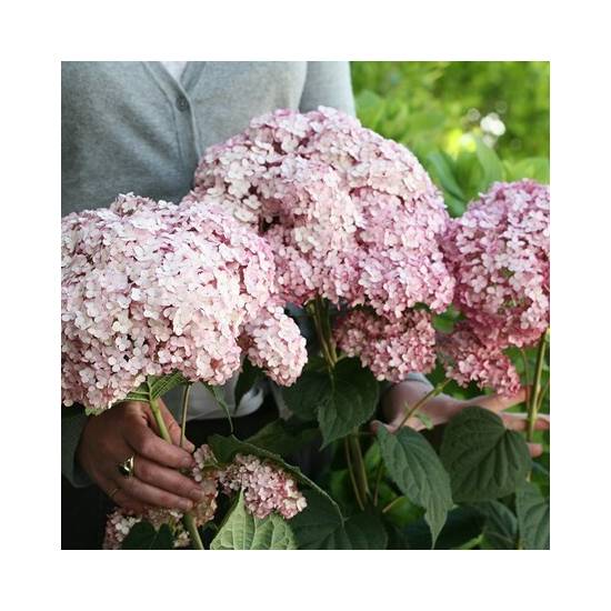 Poni Veni® Hydrangea 'Candybelle Marshmallow' - hortenzia od 10,14 ...