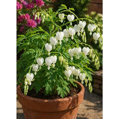 Srdcovka nádherná 'Spectabilis Alba' v kvetináči
