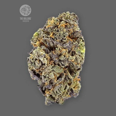 The Bulldog Seeds Gelato Auto semienka neobsahujú THC 3 ks