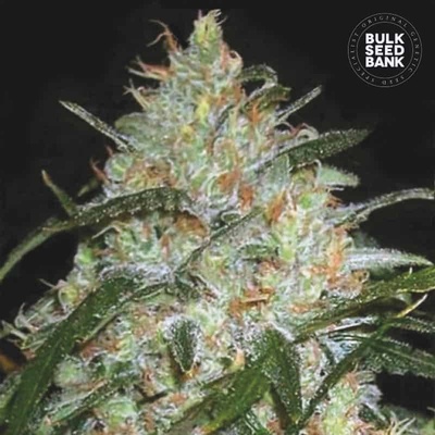 Bulk Seed Bank Grapefruit semena neobsahují THC 10 ks