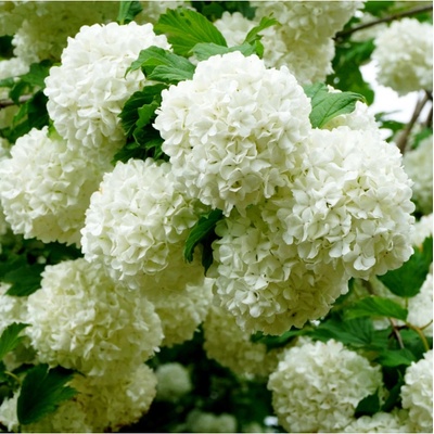 Kalina obecná - Viburnum opulus - semena - 5 ks