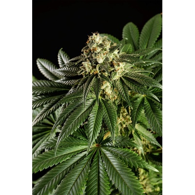 Kannabia Seeds Dream Sherbet semena neobsahují THC 5 ks