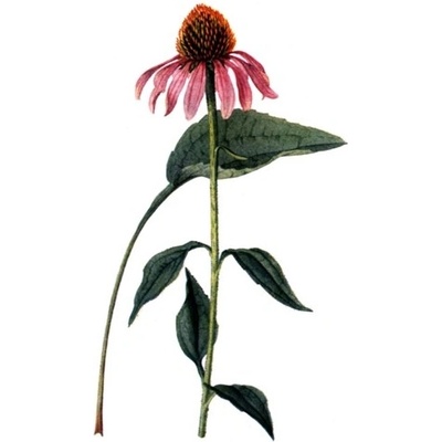 Milota Echinacea kořen bylinný čaj 50 g