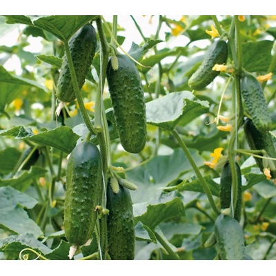 Корнишони Екселсиор f1